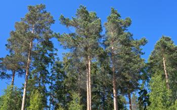 Pine trees above blue sky