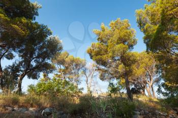 Pine tree forest in summer morning. Photo background
