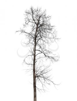 Dry tree without leaves isolated on white background