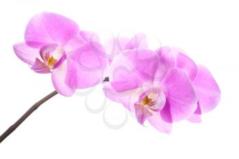 Pink orchid flowers on branch isolated on white background