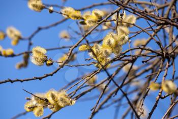 Yellow willows flowers above blue sky in spring forest