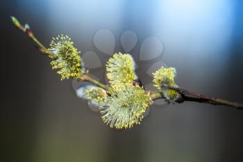 Yellow willow flowers on the branch in spring forest. Macro photo