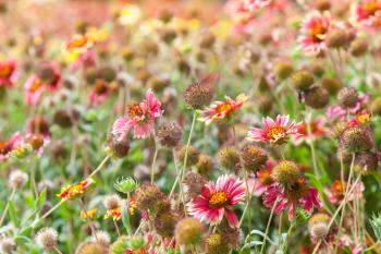 Colorful wild flowers on the summer meadow. Helenium 