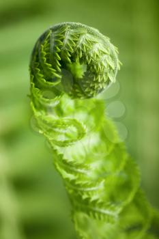 Vertical macro photo of young fern sprout with selective focus