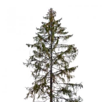 Tall spruce tree isolated on white background