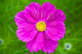 Bright purple daisy flower on green grass background, selective focus