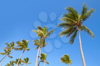 Coconut palm trees over clear blue sky background