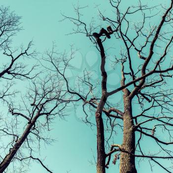 Leafless bare trees over sky background. Natural background photo, tonal correction filter effect, vintage style
