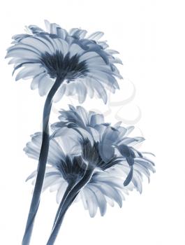 Gerbera flowers isolated on white background, blue toned macro photo with shallow DOF
