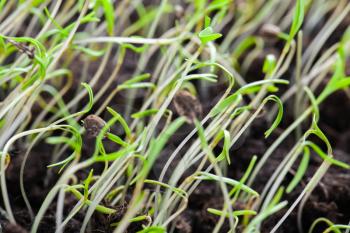 Young green sprouts of spring grass over dark soil background. Macro photo with selective focus and shallow DOF