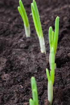 Young sprouts of green onion in dark spring soil. Vertical macro photo with selective focus and shallow DOF