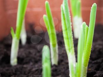 Young sprouts of green onion in dark spring soil. Macro photo with selective focus and shallow DOF