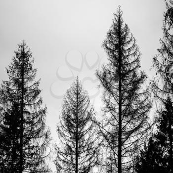 Old spruce trees, silhouettes over cloudy sky, black and white photo