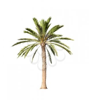 Big palm tree isolated on white background
