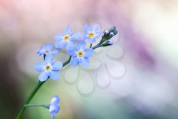 Forget me not flowers over colorful blurred background, macro photo with selective focus