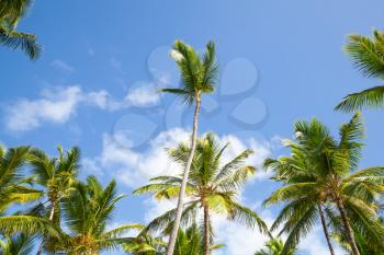 Palm trees and blue cloudy sky, Dominican republic nature