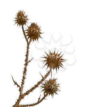 dry bur flower isolated on white