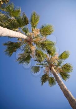 Looking up on a palm trees against the blue sky