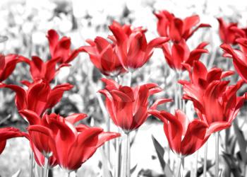 Red tulips. Stylized photo.