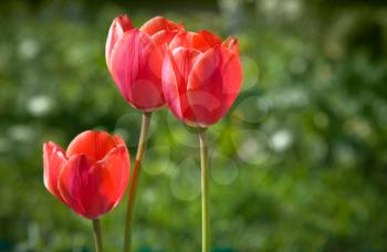 Three bright red tulips in the garden