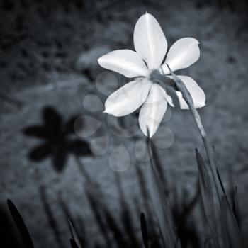 White narcissus flower