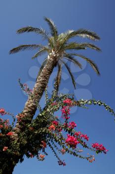 Looking up on a palm tree against the blue sky