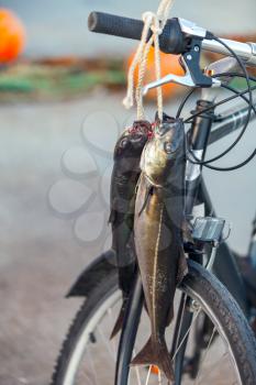 Norwegian fisherman's catch. Рollock fishes hanging on bicycle 