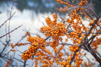 Bright yellow sea buckthorn berries in winter season, closeup photo with shallow DOF