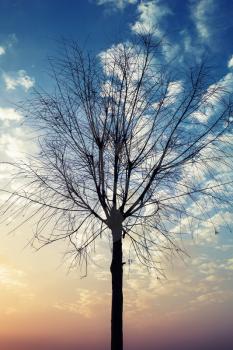 Black silhouette of small leafless tree over colorful cloudy sky background