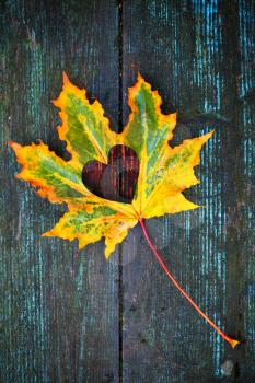 Fall in love photo metaphor. Colorful maple leaf with heart shaped hole lays on dark wooden table