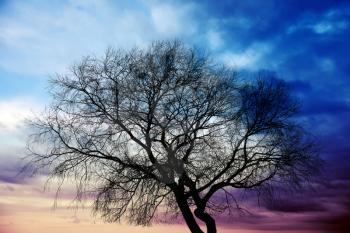 Dark tree without leaves, silhouette above colorful stormy clouds