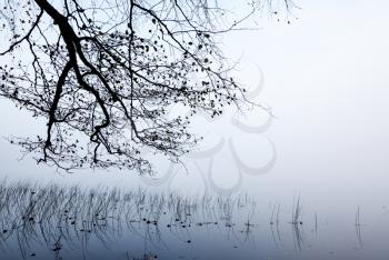 Foggy coastal landscape with tree branches and reed