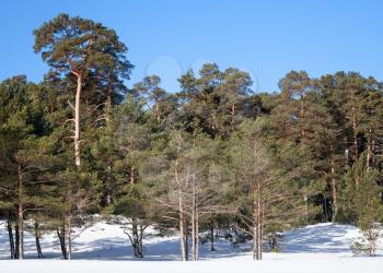 Evergreen pine trees in frozen winter forest. Karelia, Russia