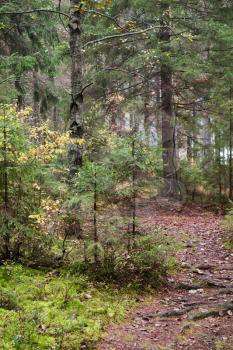 Narrow lane in dark autumnal forest, Karelia, Russia