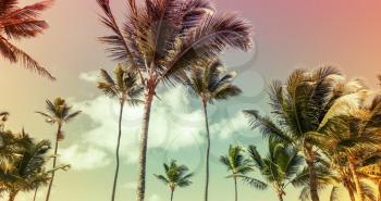Coconut palm trees over cloud sky background. Vintage style. Photo with colorful old style tonal correction filter effect