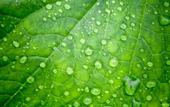 Natural green background with leaf and drops of water