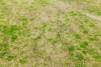 Green fresh grass of empty meadow, natural background texture