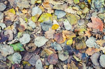 Colorful autumnal leaves lay on the ground, vintage stylized background photo with tonal correction filter and old style effect