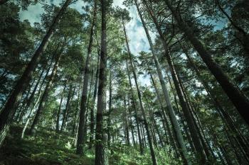 Summer dry coniferous forest landscape, wild tall pine trees, blue tonal correction photo filter effect