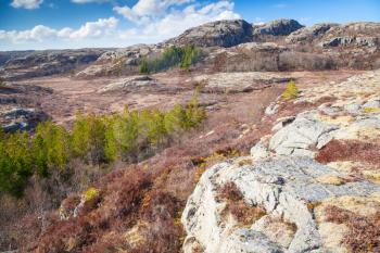 Northern Norway in springtime. Mountain landscape with pine trees and red moss growing on rocks
