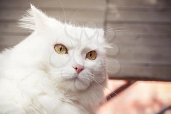 Closeup portrait of white fluffy cat with yellow eyes