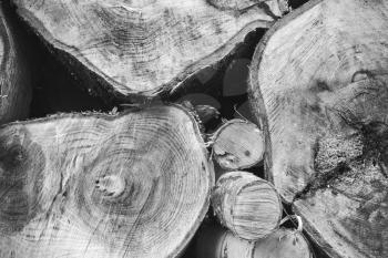 Stack of firewood, round birch chunks, closeup black and white photo