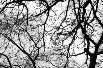 Leafless bare trees over gray sky background. Monochrome silhouette photo pattern