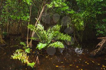 Wild dark tropical forest landscape with green plants growing in water