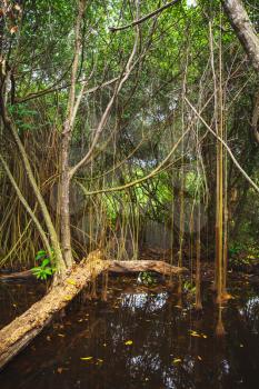 Wild dark tropical forest landscape with mangrove trees growing in water, vertical photo