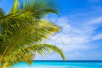 Palm leaves closeup photo. Caribbean Sea coast, Dominican republic, Saona island