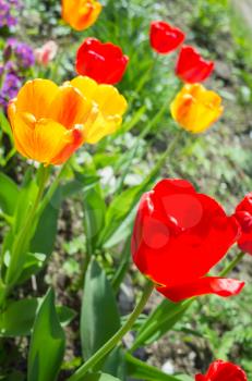 Colorful tulip flowers in spring garden, closeup vertical photo with selective focus