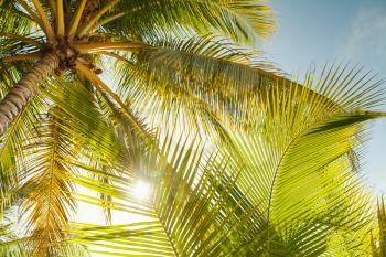 Coconut palm tree leaves over bright sky background. Warm toned photo with lens glow filter effect