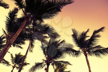 Palm trees silhouettes over evening sky background. Vintage style. Photo with colorful tonal filter effect