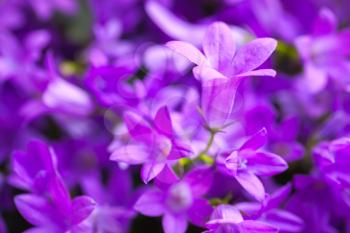 Bright purple Campanula flowers, close-up natural background photo with selective focus